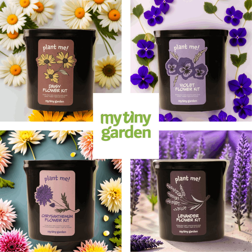 Masa Üstü Renkleri