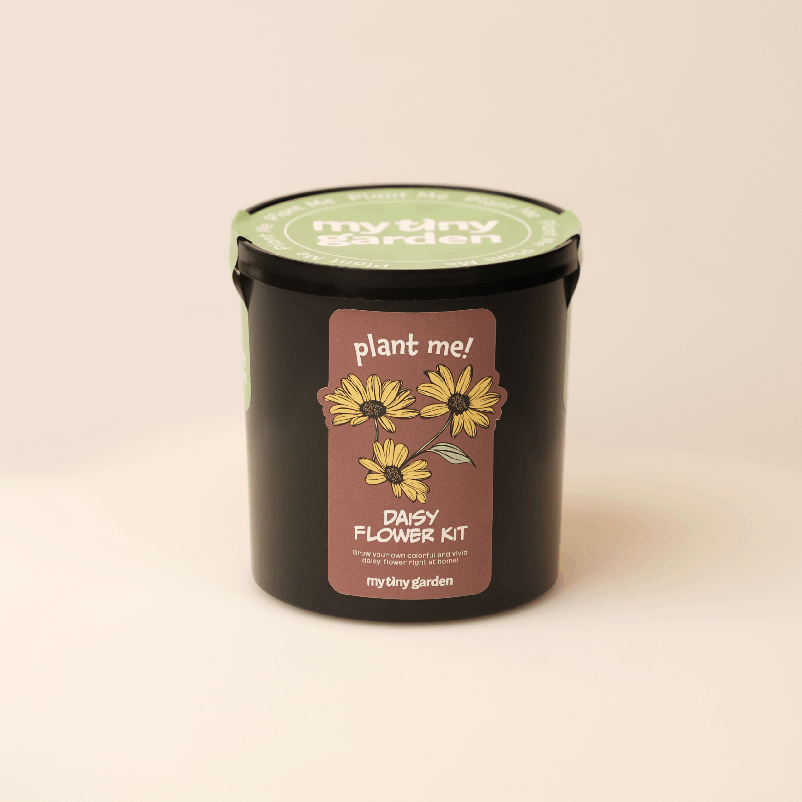 Sarı Papatya görsel 3