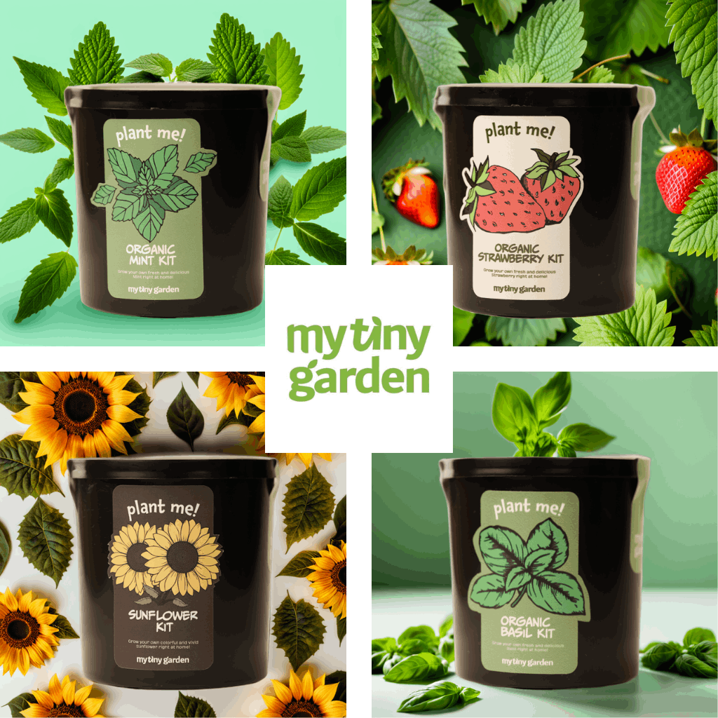 Sürpriz Tohum Sandığı