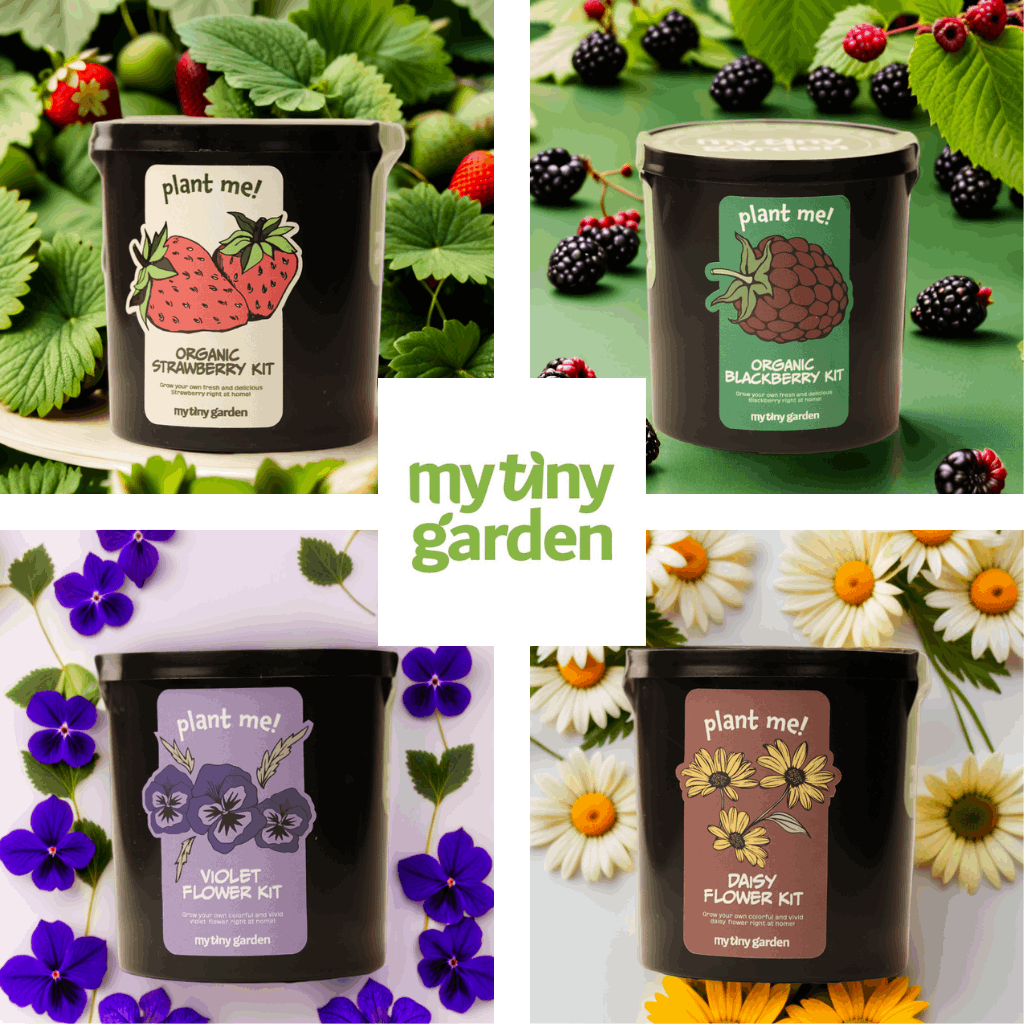 Tatlı Meyve Kaşifleri