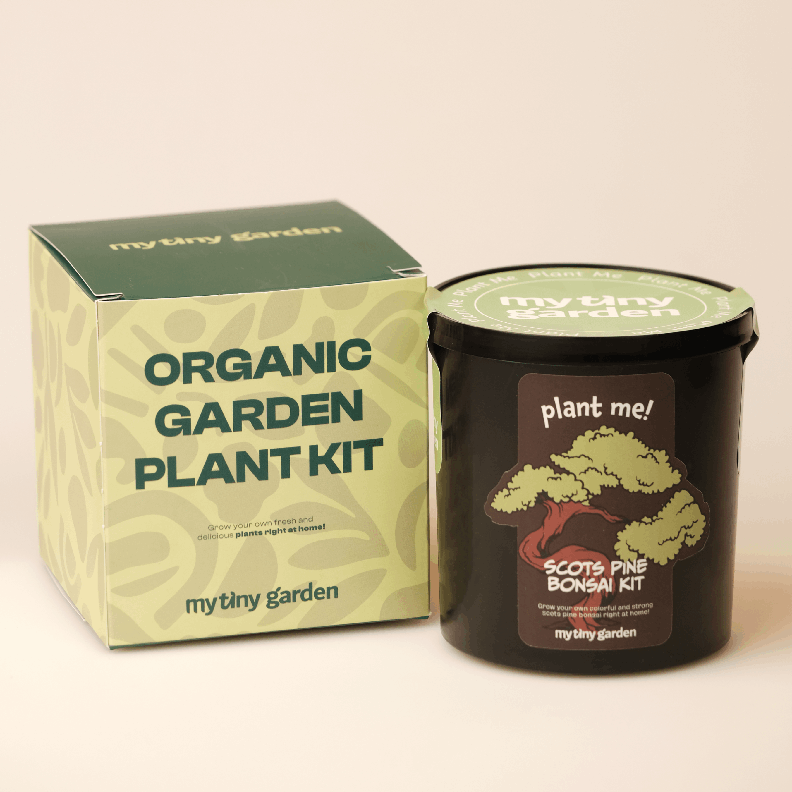 Sarıçam Bonsai Kiti görsel 2