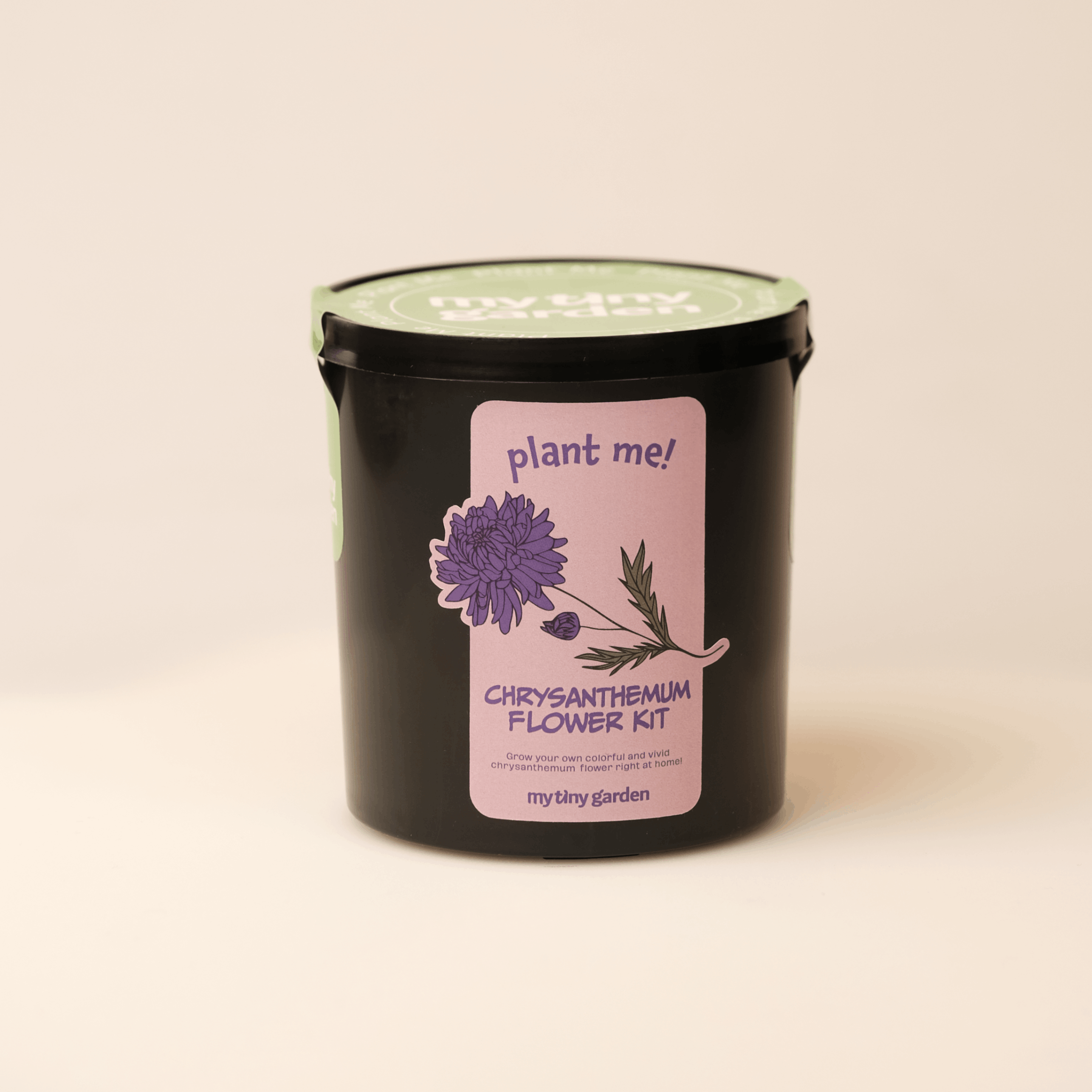 Kasımpatı Kiti görsel 3