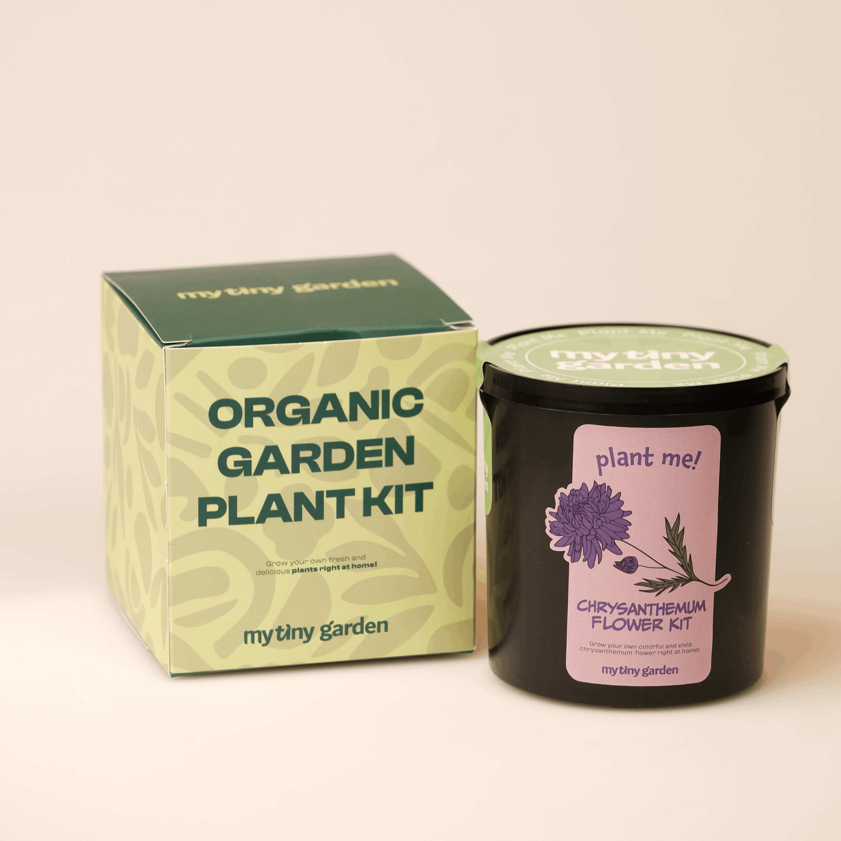 Kasımpatı Kiti görsel 2