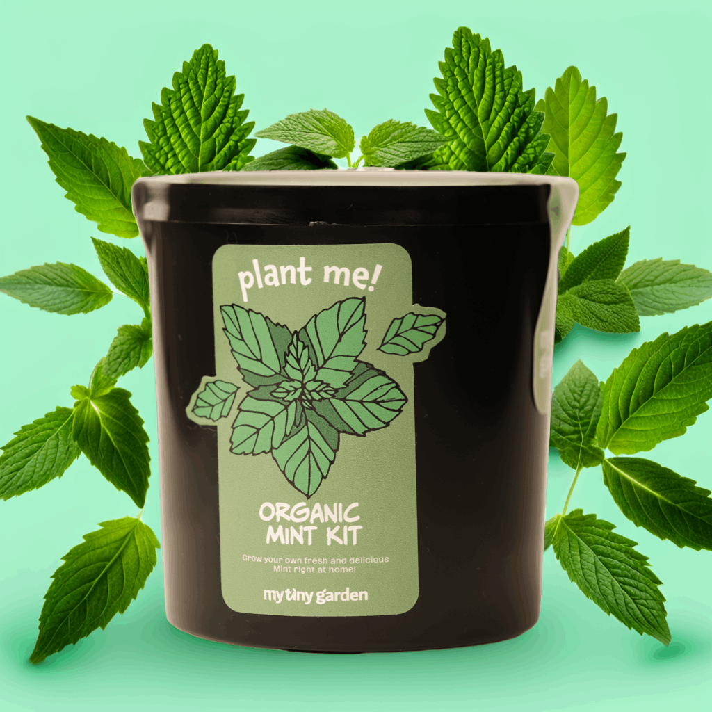 Aromatik Mutfak Bahçesi görsel 2