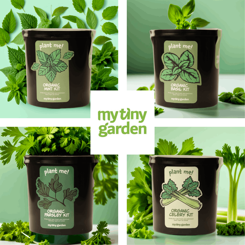 Aromatik Mutfak Bahçesi