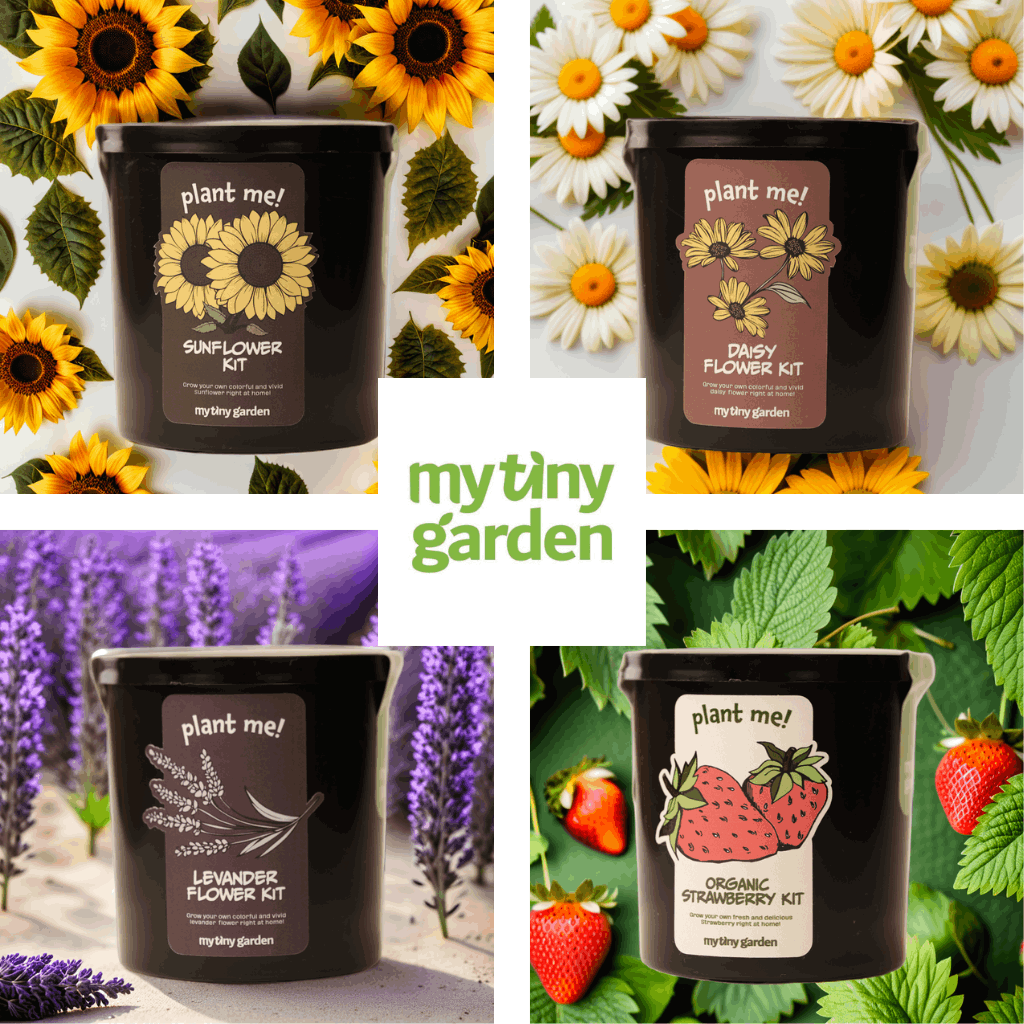 Güneş Gibi Doğdun