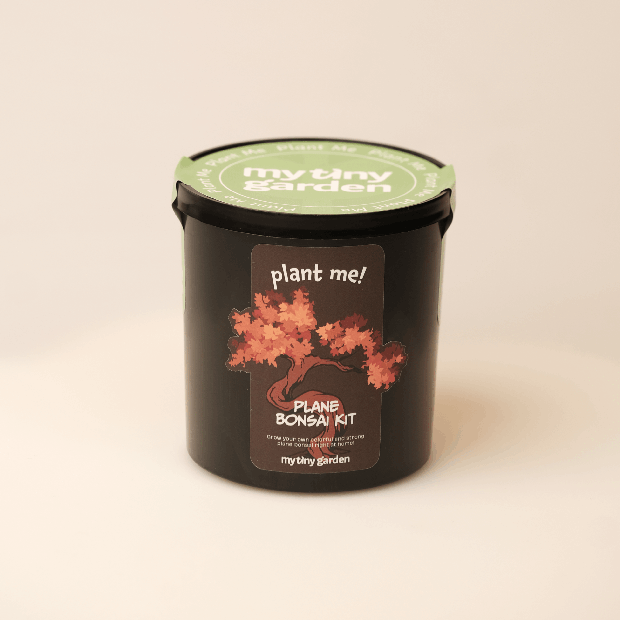 Çınar Bonsai Kiti görsel 3